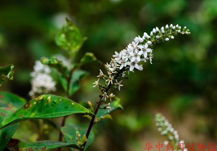 珍珠菜(lysimachia clethroides duby)