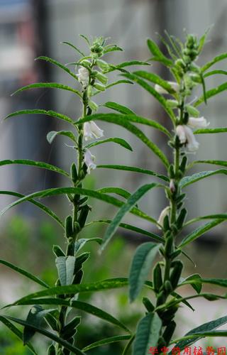 胡麻(sesamum indicum l.