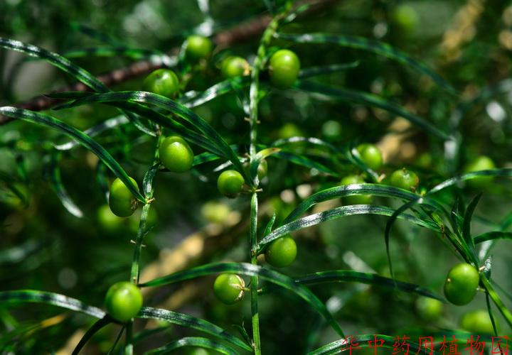 天門冬(asparagus cochinchinensis (lour.) merr.