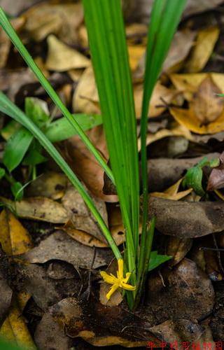 仙茅(curculigo orchioides gaertn.