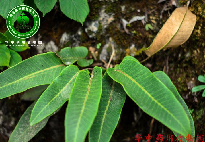 庐山石韦(pyrrosia sheareri (baker) ching)