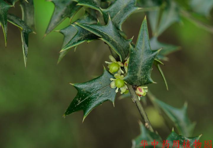 貓兒刺(ilex pernyi franch.