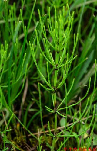 問荊(equisetum arvense l.