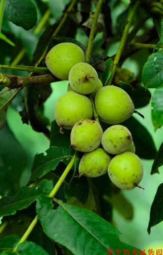 野核桃(juglans cathayensis dode)
