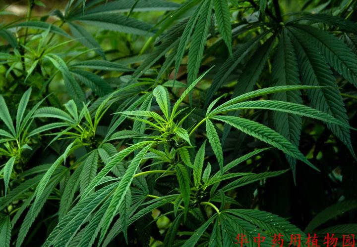 大麻(cannabis sativa l.