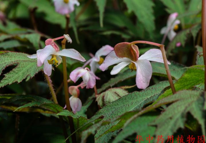 周裂秋海棠(begonia circumlobata hance)